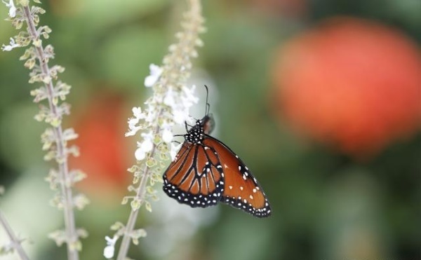 你的愿望,被你自己砍掉了吗?